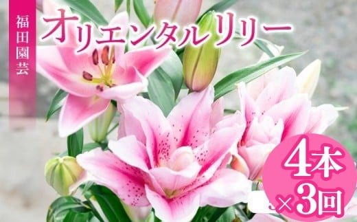 【ふるさと納税】 定期便3回 ユリ オリエンタルリリー 4本 花束 贈り物 ギフト プレゼント 誕生日 母の日 父の日 敬老の日 記念日 お祝い 結婚式 ウェディング ブーケ 優雅 エレガント つぼみ ピンク 白 高級 切り花 福田園芸 安芸市 高知県｜高知県安芸市