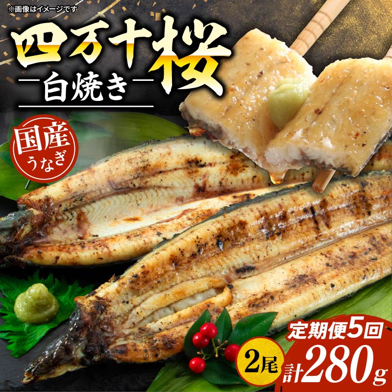 【ふるさと納税】 贈答用 5回定期便 極上国産うなぎ四万十桜 白焼き約140g&times;2尾 うなぎ 鰻 ウナギ 白焼き 定期便 国産 四万十鰻 ウナギ 蒲焼き 調理済み タレ付き 頒布会 ギフト お歳暮 お正月 高級 お取り寄せ グルメ 食べ比べ 冷凍｜高知県南国市