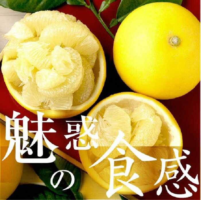 【ふるさと納税】【先行予約】☆至高の柑橘　高知産土佐文旦☆3L 17玉入【家庭用】〈2027年1月下旬頃より順次発送〉 柑橘 フルーツ 先行予約 ぶんたん ブンタン 果物 お取り寄せ【TAMURAKAJUEN】[BQAQ004]｜高知県土佐市
