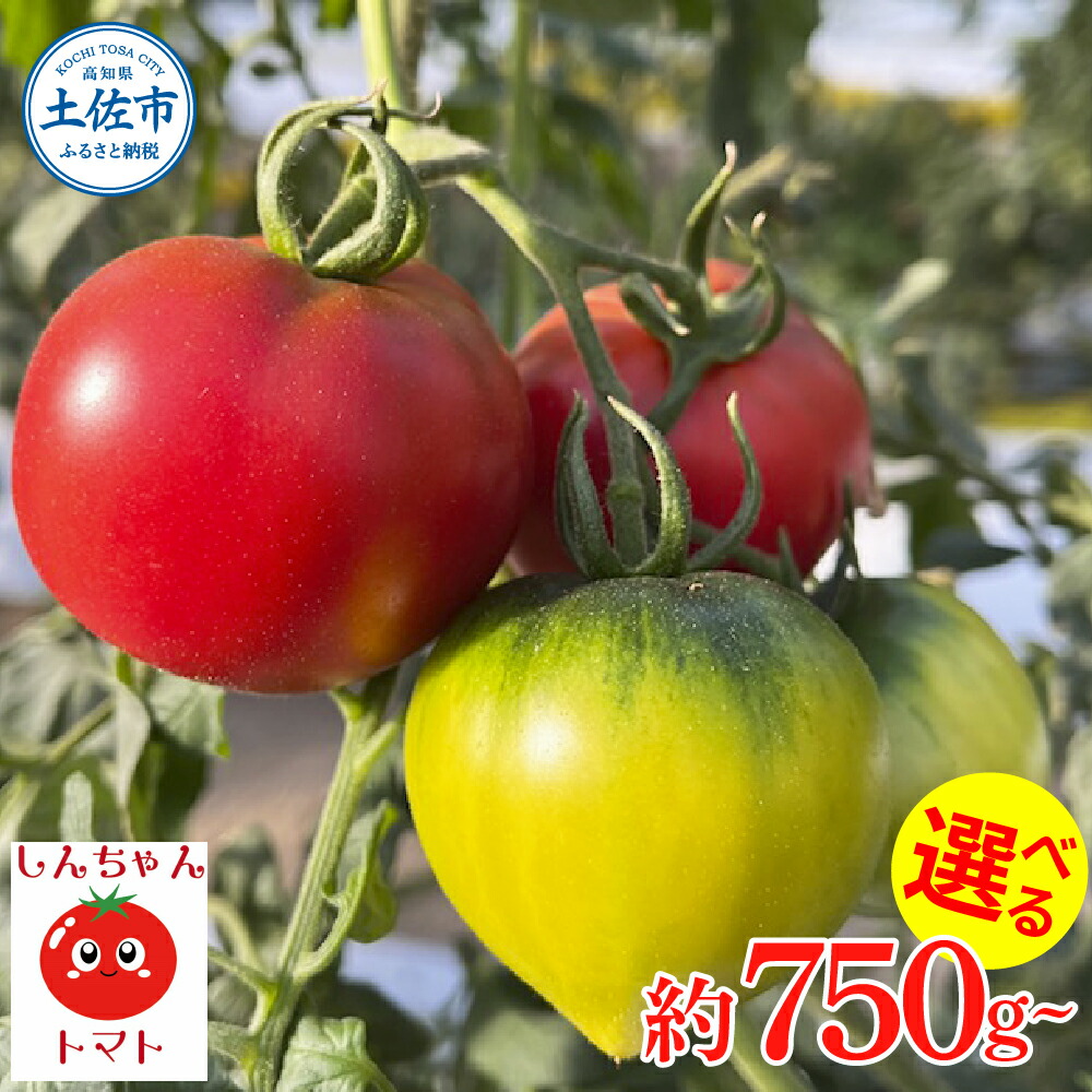 【ふるさと納税】＜2025年1月以降発送＞ 糖度9度以上 フルーツトマト しんちゃんトマト 約750g~約2.25kg (小～大玉サイズ 10～20個 1~3箱) トマト 高糖度 高知県産 ふるーつとまと 甘い 美味しい お取り寄せ ふるさとのうぜい 故郷納税 高知県 返礼品