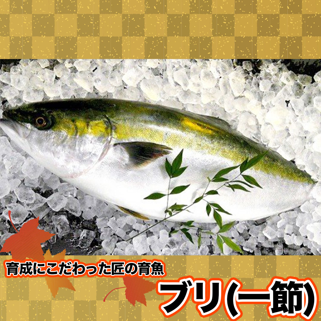 楽天市場】【ふるさと納税】 シマアジ お刺身 セット 高級 魚 しまあじ