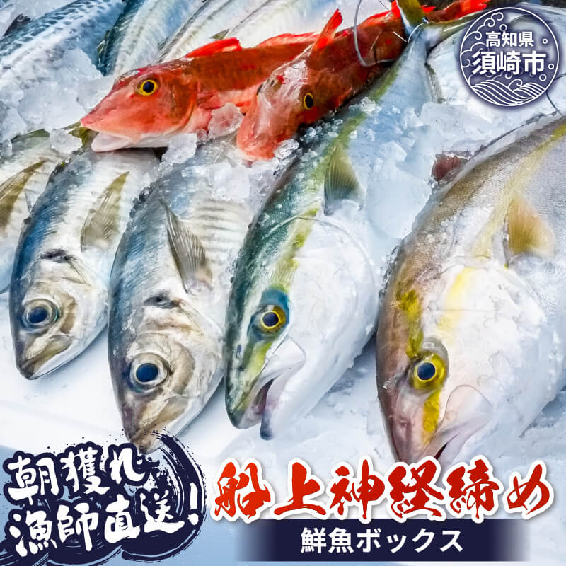 【ふるさと納税】 【 船上神経締め鮮魚ボックス 】 3～5 種入り 朝獲れ 直送 冷蔵 魚種 お任せ 水揚げ 鮮魚 海鮮 魚介 産地直送 高知 の 魚 須崎 九石大敷 笹岡水産 鮮度抜群 さかな 漁師 新鮮 ふるさと納税魚 ふるさと納税刺身 ふるさと納税詰め合わせ 大容量 鮮魚セット