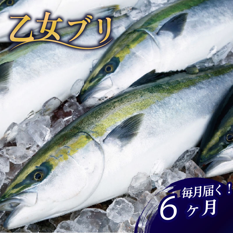 【ふるさと納税】 乙女 ブリ 定期便 6回 6ヶ月 新鮮 ブランド 鰤 ぶり 神経締め 冷蔵 産地直送 鮮魚 切り身 お刺身 乙女ブリ 極みブリ しゃぶしゃぶ 照り焼き 正月 お歳暮 お中元 年末 送料無料 高知県 須崎市 KS12000-2x