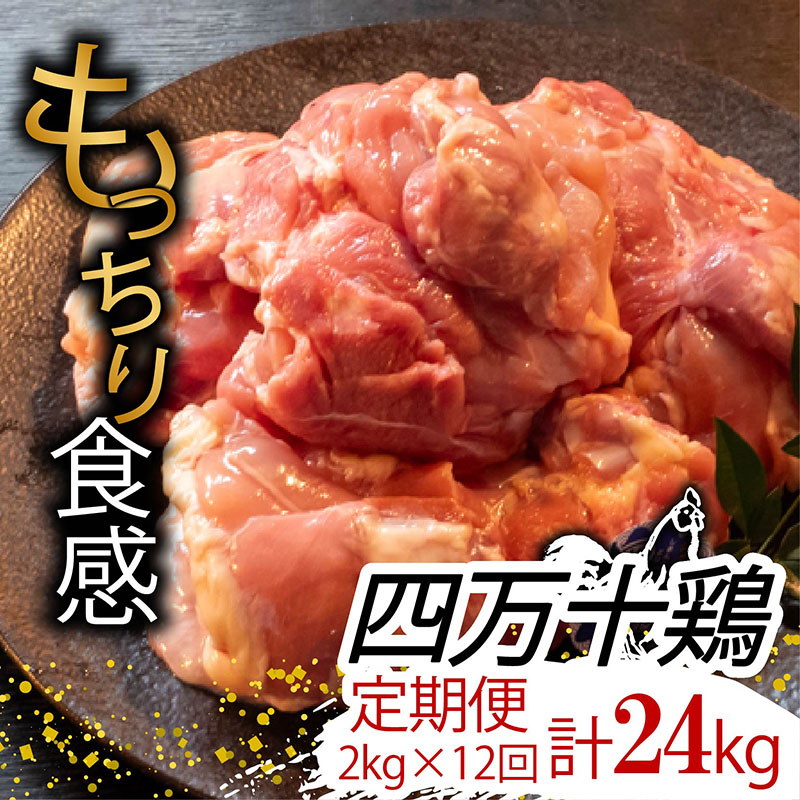 【ふるさと納税】 【定期便12回】銘柄鶏 四万十鶏 もも肉 計24kg（2kg×12ヶ月連続お届け) Uコース | 切身 カット 時短 小分け カット済み 鳥肉 とりにく 鶏もも 冷蔵 国産 ブランド 唐揚げ 煮物 鍋 チキン 南蛮 高知県 須崎市 ふるさと納税鶏肉定期便 鶏肉 定期便 TM23000