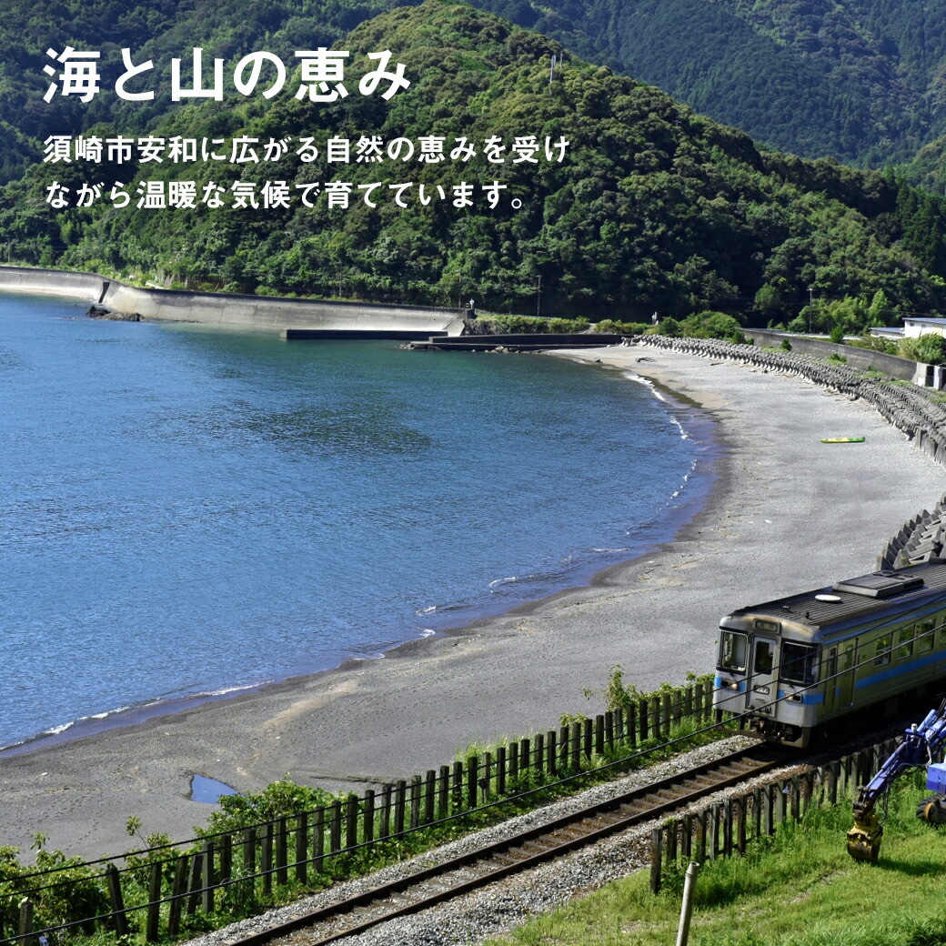 【ふるさと納税】【3ヶ月定期便】旬な野菜の詰め合わせ無農薬定期便新鮮野菜朝どれ
