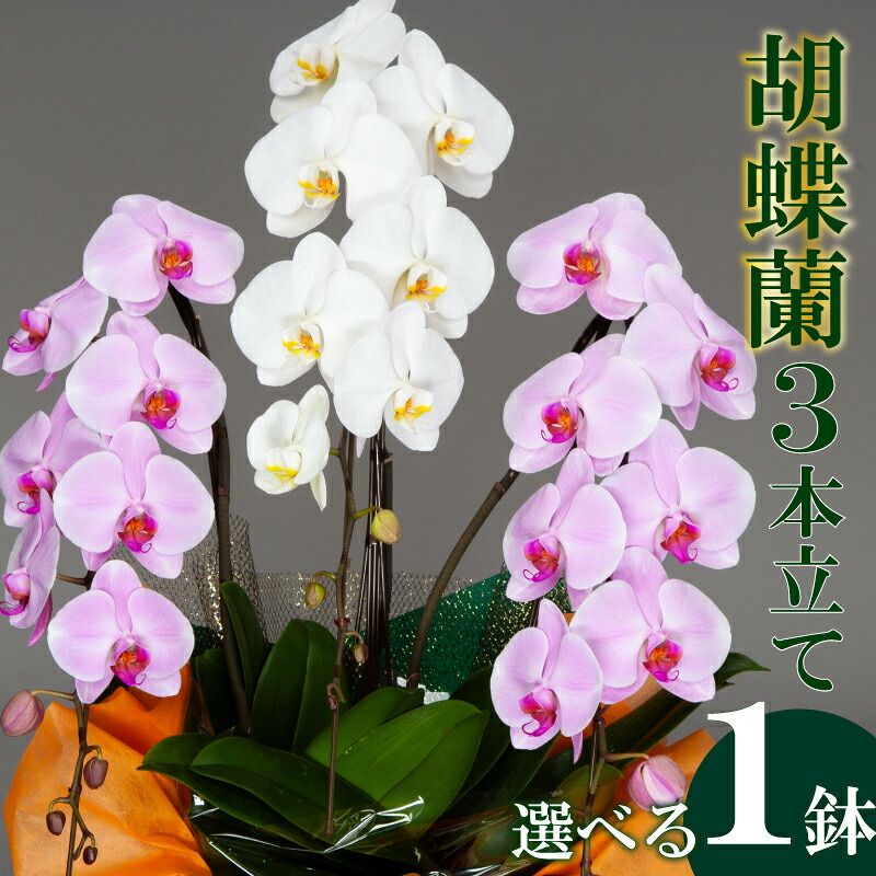 アウトドア 特集