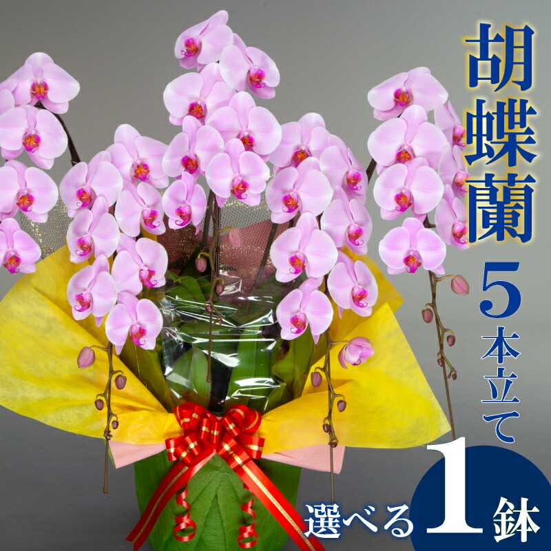 アウトドア 特集