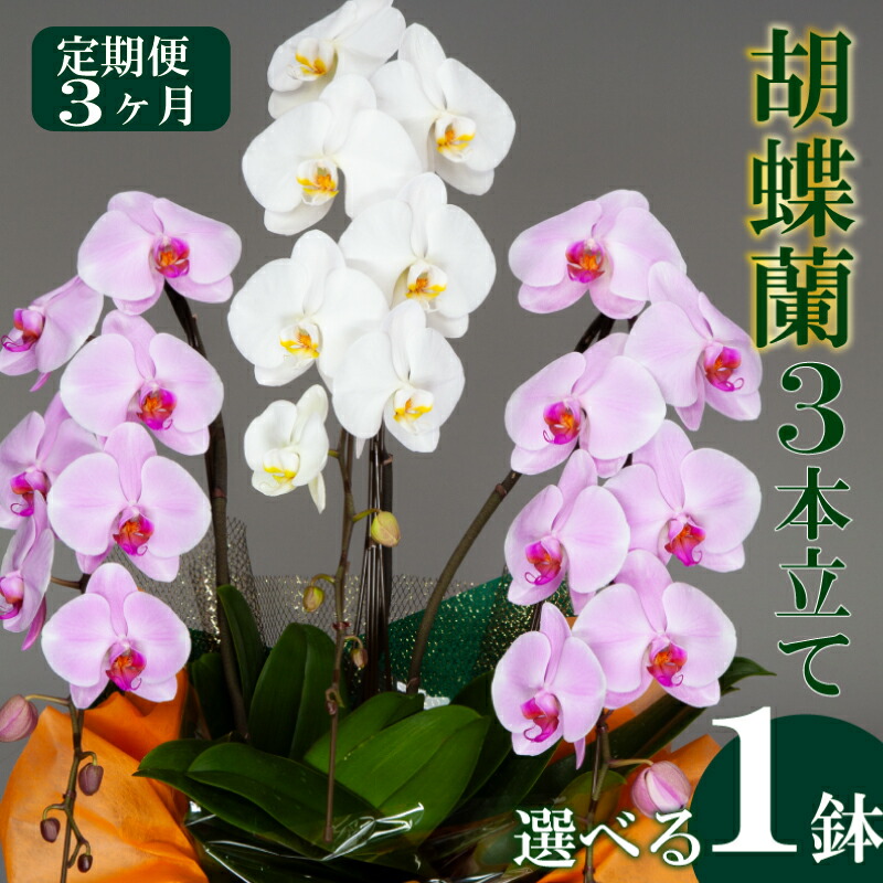 アウトドア 特集