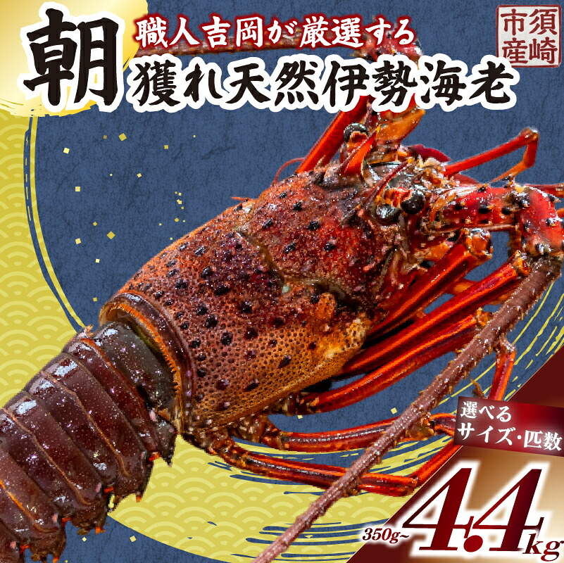 【楽天市場】【ふるさと納税】 訳あり 朝獲れ 伊勢海老 350g 〜 450g 規格外 わけあり 急速冷凍 冷凍 産地直送 須崎 高知 海鮮 魚介類 イセエビ 海老 えび エビ 伊勢エビ 贅沢 刺身 さしみ いせえび ふるさと納税伊勢海老 ふるさと納税海鮮 匹数 サイズ 選べる 魚介 国産:高知県須崎市