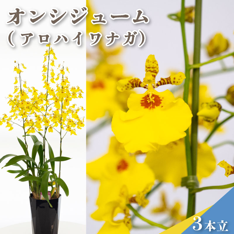 【楽天市場】【ふるさと納税】 蘭 オンシジューム 品種 アロハイワナガ 1鉢 3本立ち 鉢植え 花 プレゼント 母の日 高知県 須崎市：高知県須崎市