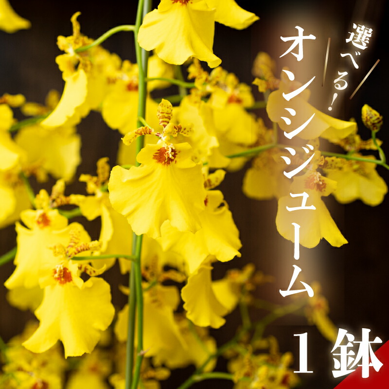 アウトドア 特集