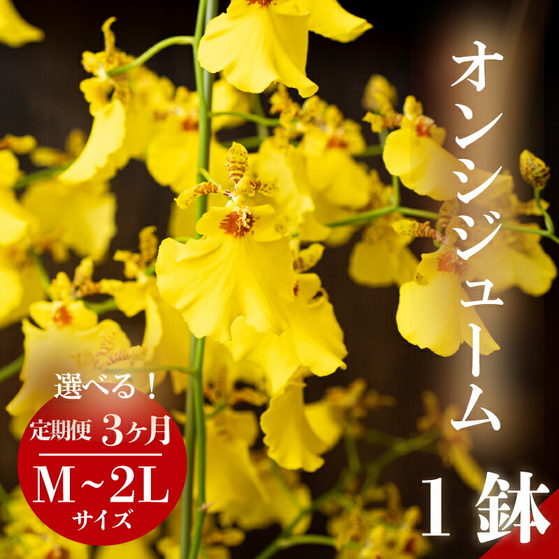 アウトドア 特集