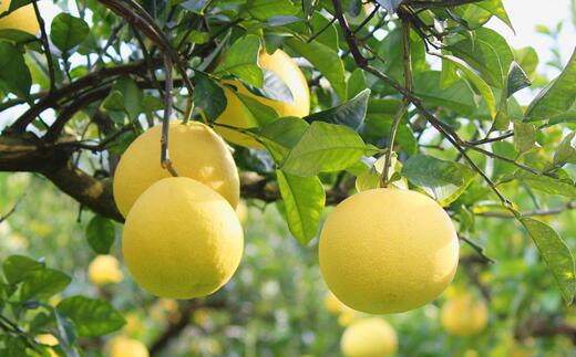 ☆こだわり栽培　　高知産　宿毛電子文旦　大玉　３Ｌ　約　１０Ｋｇ　家庭用　☆ ハッピーフルーツ果樹園の電子文旦3玉（大玉）贈答用 - 高知県宿毛市