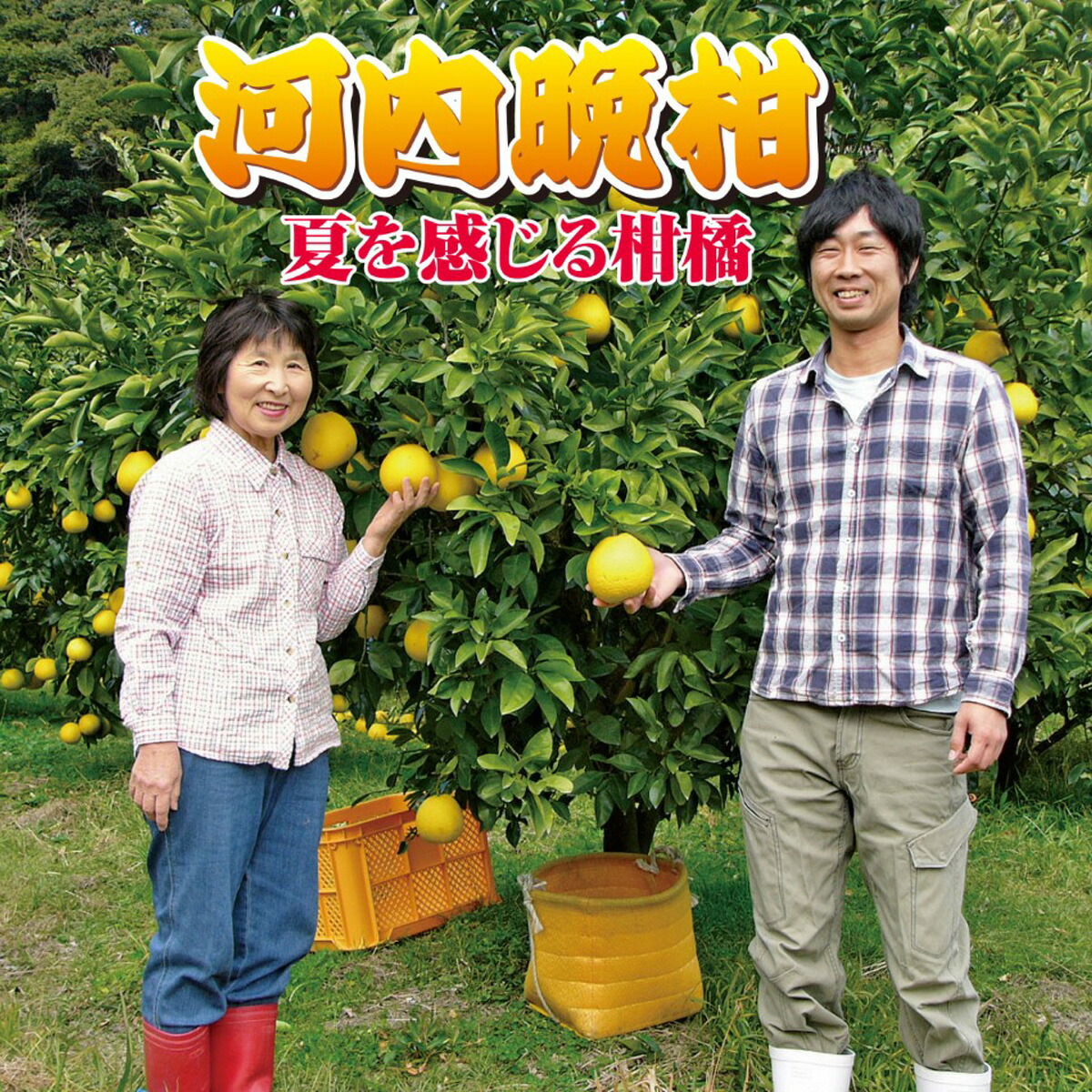 【ふるさと納税】龍馬がゆく園芸の河内晩柑9kg（家庭用）