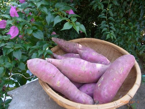 ふるさと納税 さつまいも 紅はるか 土付き3kg L 42 Andapt Com