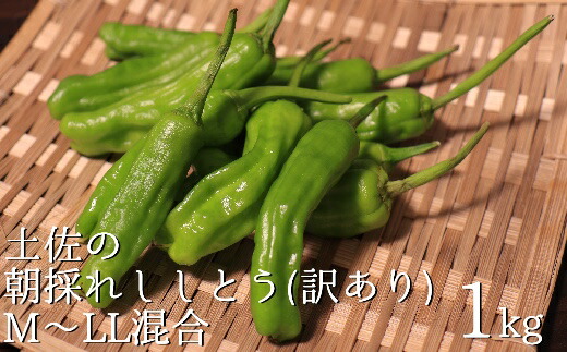 【ふるさと納税】【先行予約/訳あり】土佐のししとう１kg（サイズ混合）野菜炒め 天ぷら 夏野菜 【R01329】