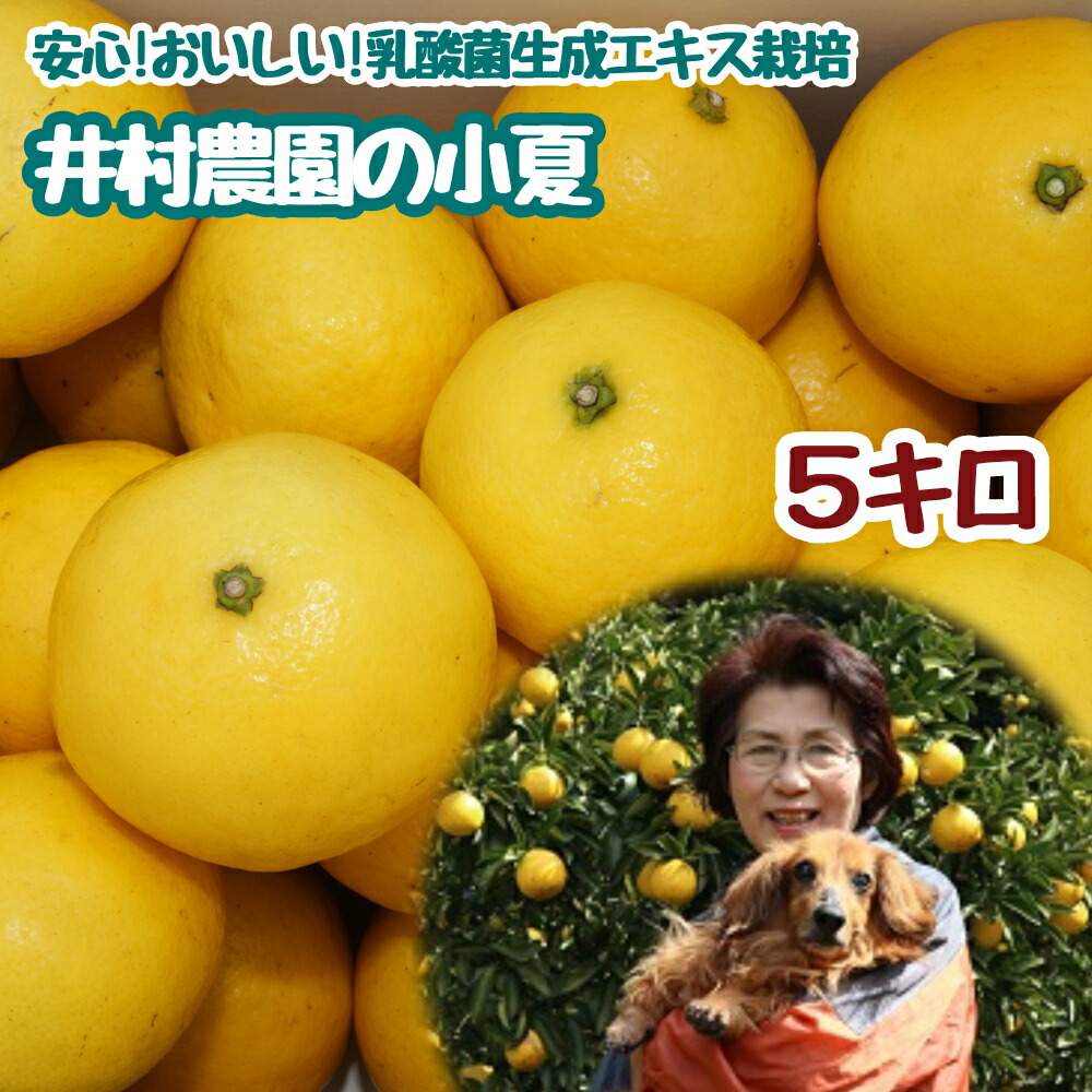 小夏　柑橘　47 甘酸っぱい初夏の柑橘「温室小夏」【家庭用】（丸）3kg【発送は5