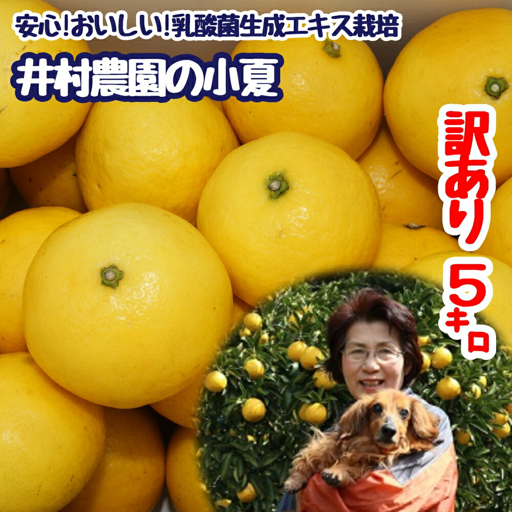 夏みかん様ご確認用 楽天市場】【ふるさと納税】令和8年4月中旬以降発送 井村農園の