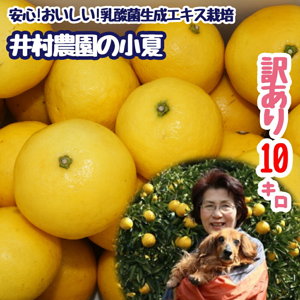 日向夏 ニューサマーオレンジ 小夏 約10kg 片浦産 送料込み 楽天市場】【ふるさと納税】令和8年4月中旬以降発送 井村農園の