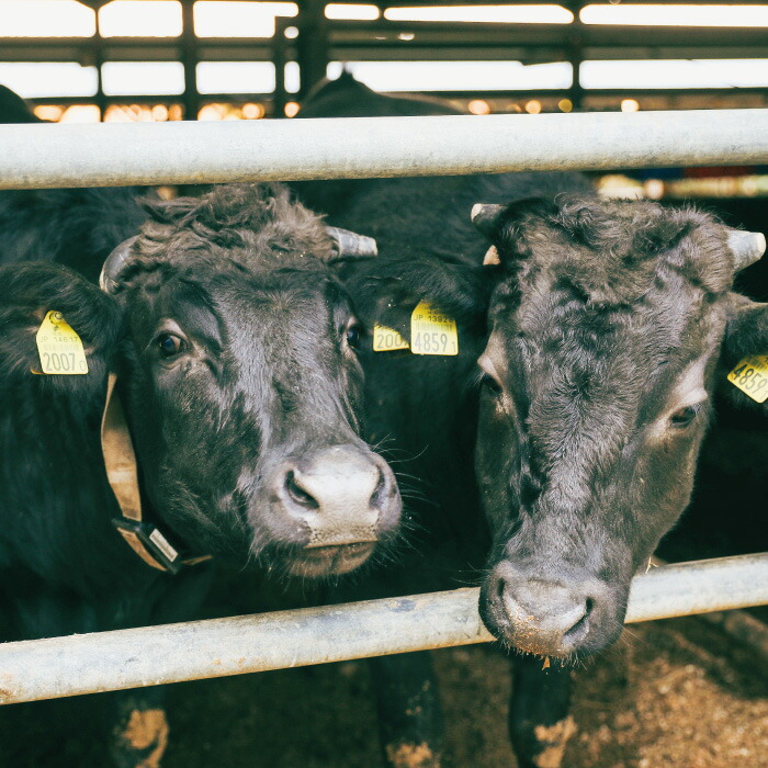 大人気新品 22 022 幻のメス牛 四万十牛サーロインステーキ1kg 0ｇ 5枚 国産 高知 しまんと 四万十 四万十牛 メス牛 お取り寄せ 牧場直売 肉 牛肉 黒毛和牛 ご褒美 四万十市 贅沢 サーロイン サーロインステーキ 霜降り Fucoa Cl