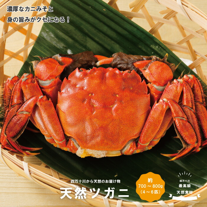 【ふるさと納税】24-030．最高級天然食材！四万十川の天然ツガニ 約700g～800g（4～6匹）高知 四万十市 四万十 しまんと 四万十川 川 鮎 天然 かに カニ つがに ツガニ モクズガニ 天然ツガニ お取り寄せ カニ味噌 国産 送料無料
