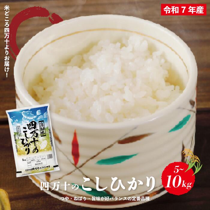 【ふるさと納税】 米 5kg 10kg 【 令和7年産 】 四万十 の こしひかり 国産 1等米 予約 コシヒカリ 精米 お米 白米 ごはん ご飯 おいしい ふっくら もちもち 高知県 高知 四万十市 しまんと 土佐 送料無料｜高知県四万十市