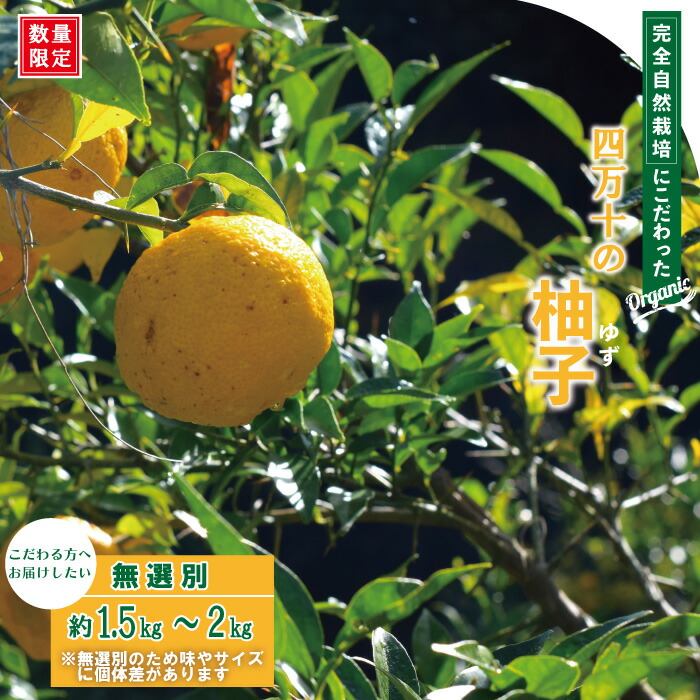 【ふるさと納税】 早期受付 期間限定 栽培期間中農薬・化学肥料不使用！ 四万十 の 柚子 約1.5～2kg（8～15個） 国産 自然栽培 オーガニック 高知 しまんと 旬 ゆず ユズ フルーツ 果物 柑橘 新鮮 料理 ゆず風呂 産地直送 お取り寄せ 送料無料 2025年11月初旬～下旬 25-918