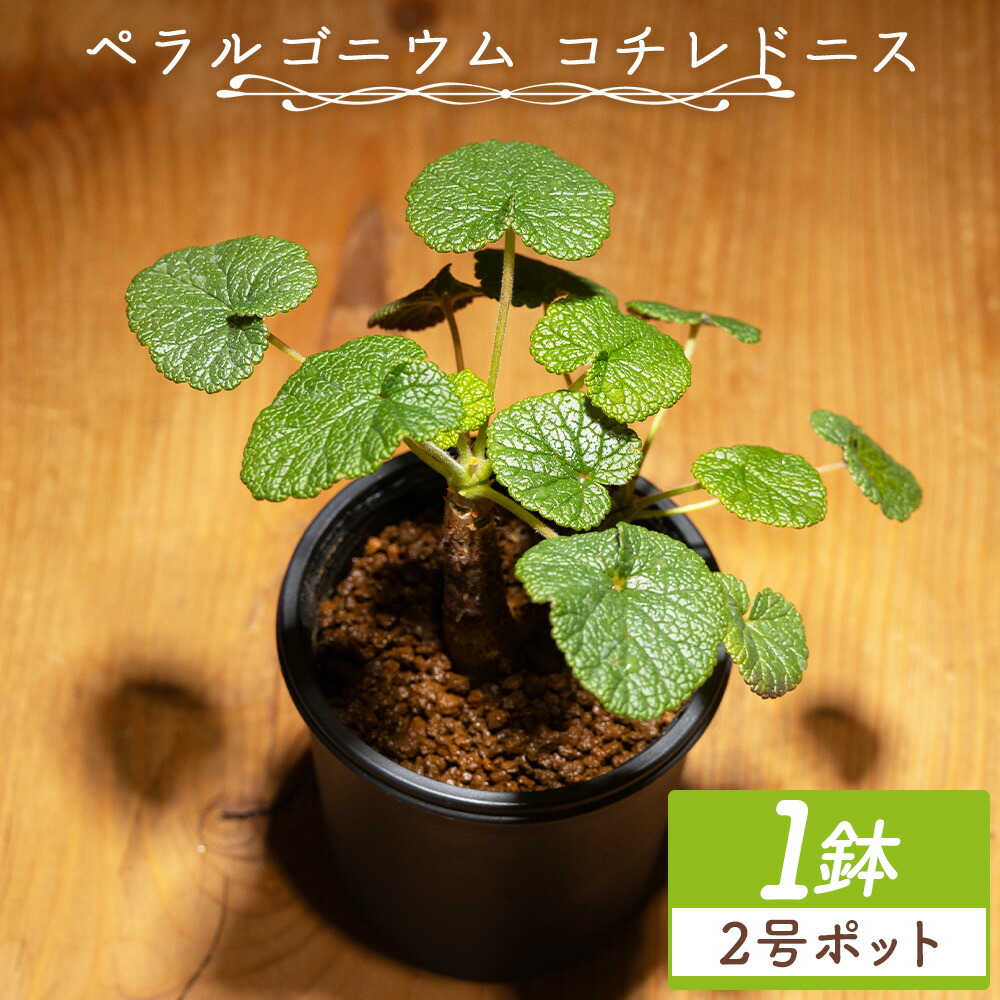 【ふるさと納税】ペラルゴニウム コチレドニス 1鉢(2号ポット) - 植物 常緑種 インテリア ナチュラル 自然 グリーン 観葉植物 おしゃれ 癒し かわいい 多肉植物 塊根植物 サキュレントフィールド Succulent field 高知県 香南市 【常温】 cc-0012