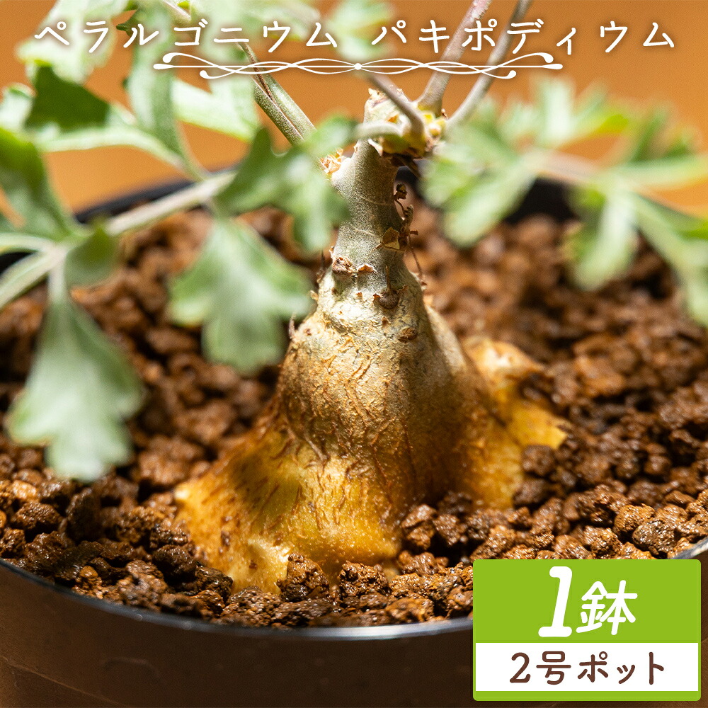 【ふるさと納税】ペラルゴニウム パキポディウム 1鉢（2号ポット） - 植物 インテリア ナチュラル 自然 グリーン 観葉植物 おしゃれ 癒し かわいい 多肉植物 塊根植物 サキュレントフィールド Succulent field 高知県 香南市 【常温】 cc-0016｜高知県香南市