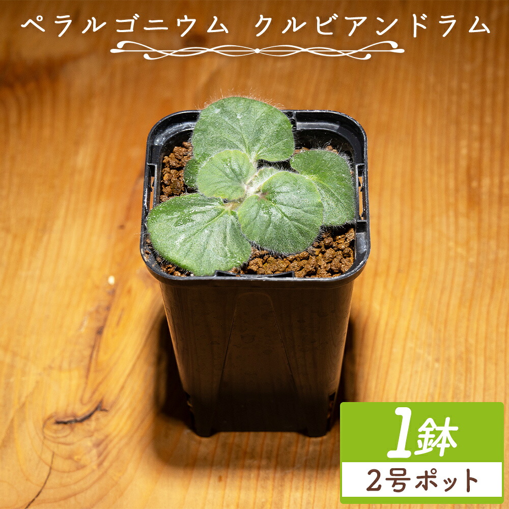 お中元・夏差し上げ物特集【高知県香南市 ふるさと納税】