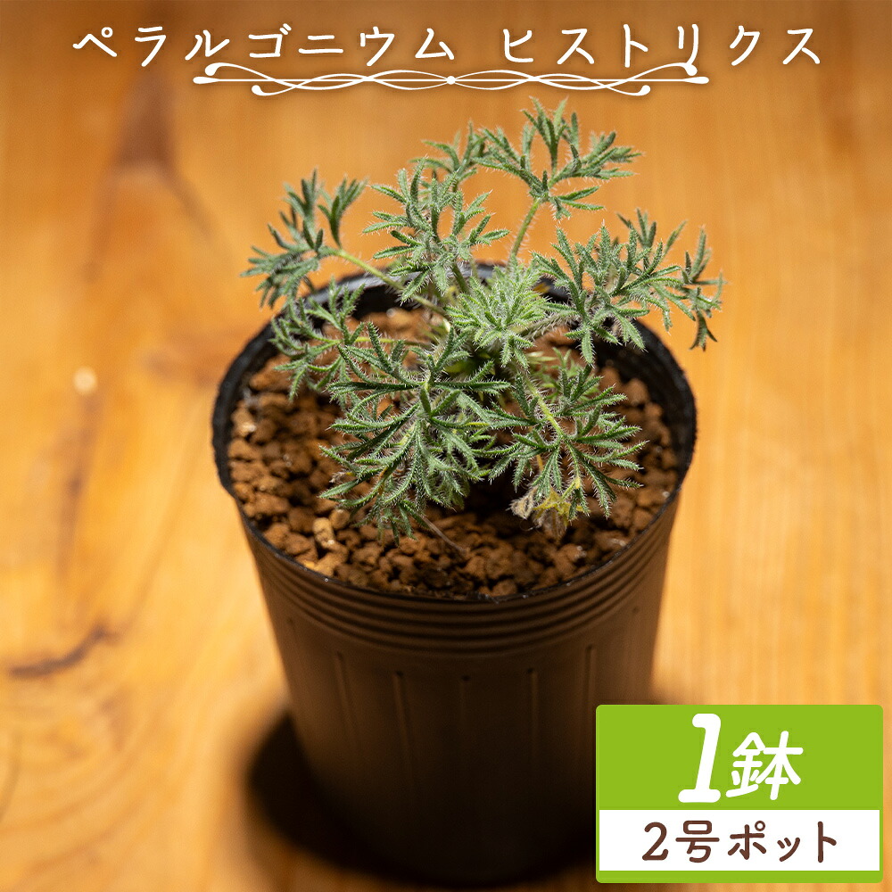 【ふるさと納税】ペラルゴニウム ヒストリクス 1鉢（2号ポット） - 植物 インテリア ナチュラル 自然 グリーン 観葉植物 おしゃれ 癒し かわいい 多肉植物 塊根植物 サキュレントフィールド Succulent field 高知県 香南市 【常温】 cc-0018