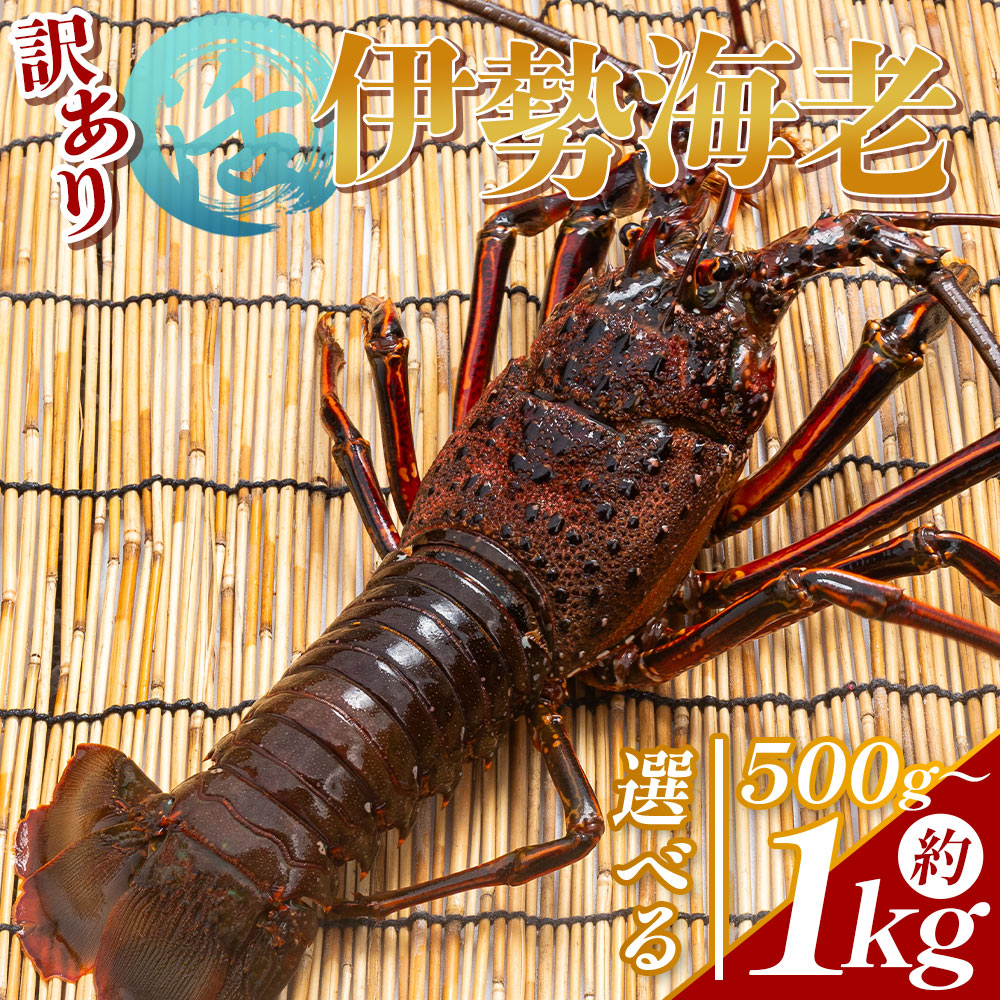 【ふるさと納税】【選べる内容量】活 伊勢海老 冷蔵（選べる内容量：計約500g～約1kg 1～5尾） - 選べる 数量 訳あり 国産 エビ えび 海鮮 魚介 産地直送 プリプリ 味噌汁 刺身 焼き物 汁物 えび蔵 高知県 香南市【冷蔵】｜高知県香南市 21,900円