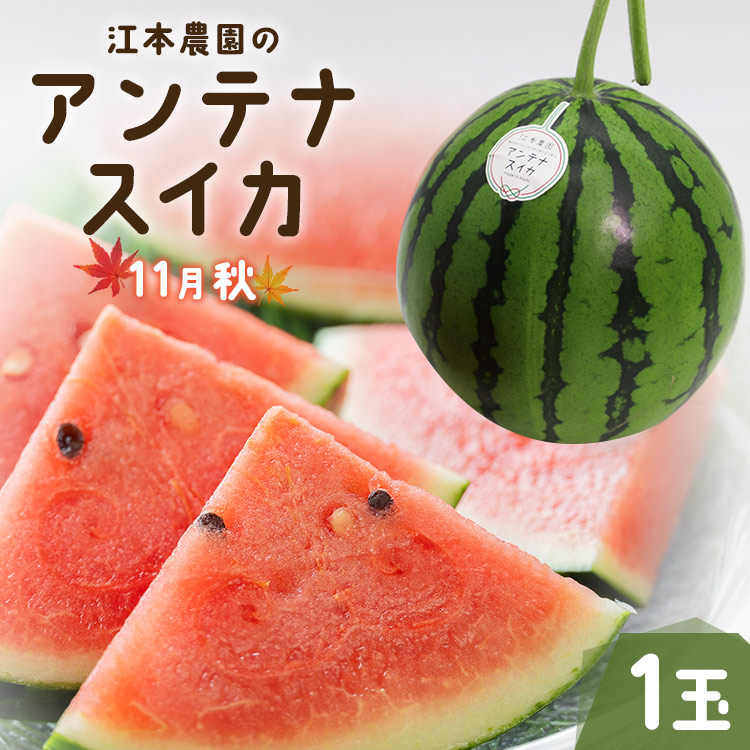 楽天市場】【ふるさと納税】空中立体栽培で太陽の愛情をたっぷり