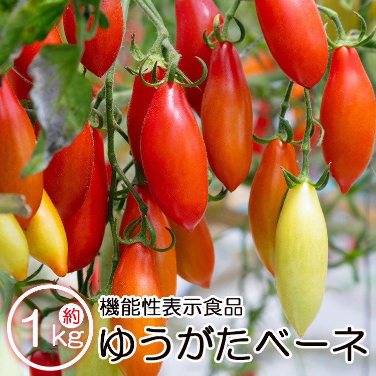 【ふるさと納税】【先行予約受付】機能性表示食品 ミニトマト ゆうがたベーネ 約1kg - 送料無料 プチトマト フルーツトマト ギフト お礼 御礼 感謝 のし対応 高糖度 お歳暮 御歳暮 贈答用 贈り物 井上石灰工業株式会社 高知県 香南市【常温】【冷蔵】 is-0010