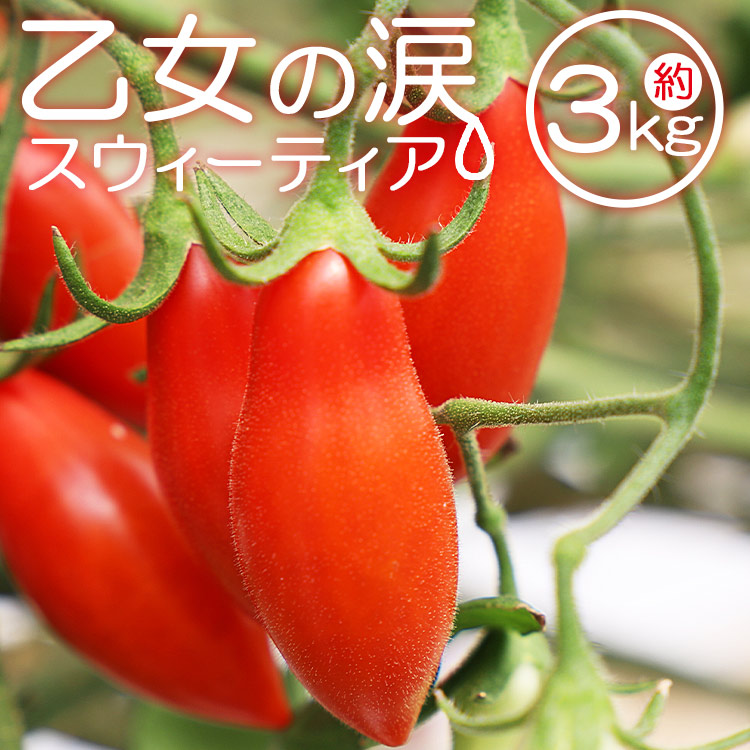 【ふるさと納税】【先行予約受付】乙女の涙 スウィーティア ミニトマト 約3kg（1kg×3箱）- 野菜 やさい とまと プチトマト フルーツトマト ギフト のし対応 高糖度 贈答用 贈り物 お礼 御礼 感謝 送料無料 井上石灰工業株式会社 高知県 香南市【常温・冷蔵】is-0011