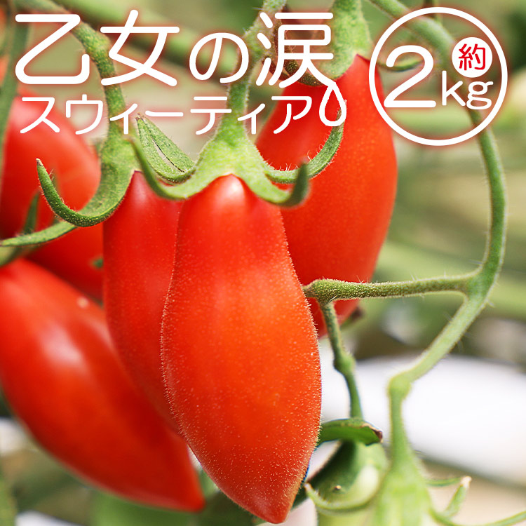 【ふるさと納税】【先行予約受付】乙女の涙 スウィーティア ミニトマト 約2kg（1kg×2箱）- 野菜 やさい とまと プチトマト フルーツトマト ギフト のし対応 高糖度 贈答用 贈り物 お礼 御礼 感謝 送料無料 井上石灰工業株式会社 高知県 香南市【常温・冷蔵】is-0012