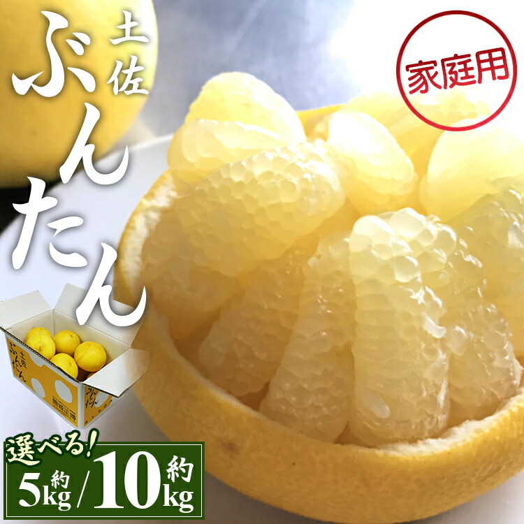 【ふるさと納税】【先行予約】訳あり 土佐文旦 (家庭用 2L～4Lサイズ)（選べる：約5kg/約10kg）- 期間限定 果実 果物 フルーツ 柑橘 高知県産 ぶんたん ブンタン ざぼん ザボン 季節限定 デザート 傷 キズ お取り寄せ 産地直送 特産品 間城農園 高知県 香南市【常温】