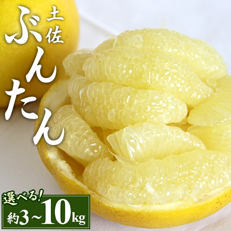 【ふるさと納税】【先行予約】土佐文旦 (2L～4Lサイズ)（選べる：約3kg/5kg/7kg/10kg） - 期間 数量限定 果物 くだもの フルーツ 柑橘類 果実 ぶんたん ブンタン フレッシュ ジューシー 間城農園 ザボン ボンタン お取り寄せ 美味しい 特産品 贈答 高知県 香南市【常温】