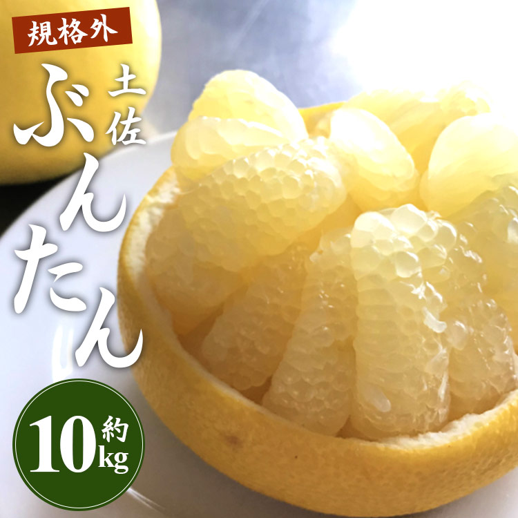 【ふるさと納税】【先行予約】訳あり 土佐文旦 約10kg（規格外 2L～4Lサイズ）- 家庭用 期間限定 送料無料 果物 フルーツ 柑橘 高知県産 ぶんたん ブンタン ざぼん ザボン 季節限定 デザート 傷 お取り寄せ 産地直送 特産品 間城農園 高知県 香南市【常温】ms-0051