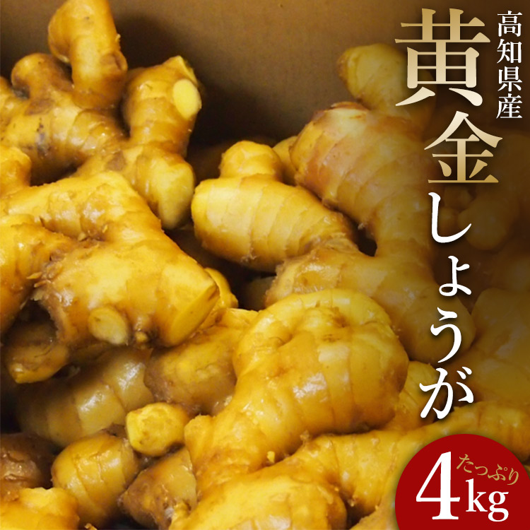 【ふるさと納税】生姜一筋70年の生姜老舗問屋 黄金しょうが 約4kg - 送料無料 在来種よりも香り辛み共に強め 料理 おかず 材料 のし対応不可 高知県 香南市【冷蔵】 Xnb-0008