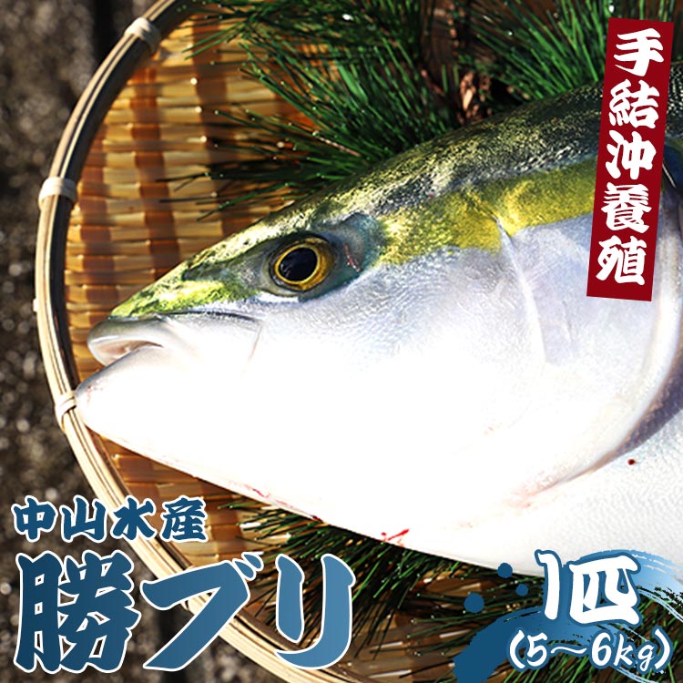 【ふるさと納税】【期間限定】手結沖養殖「勝ブリ」1匹（約5kg～6kg）- 魚 ぶり 鰤 寒ブリ 海鮮 鮮魚 魚介類 ギフト 贈答 お祝い 御祝 お刺身 煮物 焼き魚 照り焼き たたき 1本 キロ 産地直送 香南市 冷蔵 レビューキャンペーン実施中 ゆずあんぱん風おまんじゅうをお届け