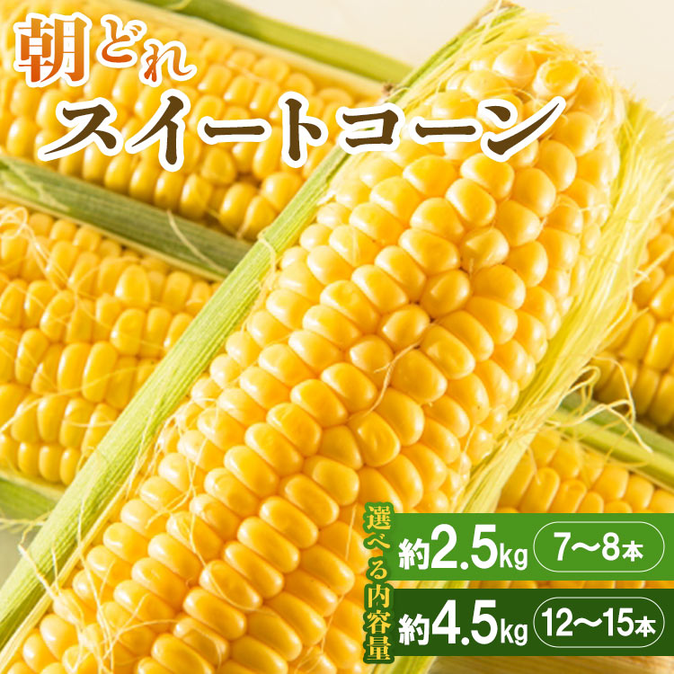【ふるさと納税】【先行予約】朝どれスイートコーン 約2.5kg 7～8本/約4.5kg 12～15本 - 野菜 とうもろこし トウモロコシ 朝採り 季節限定 期間限定 選べる内容量 ポタージュ スープ BBQ バーベキュー 産地直送 特産品 旬彩ファームやまさき 高知県 香南市【冷蔵】Rsy-0004