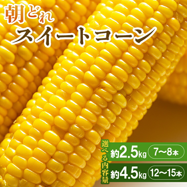 【ふるさと納税】朝どれスイートコーン 2.5kg以上(7~8本) - トウモロコシ とうもろこし 野菜 国産 産地直送 期間限定 季節限定 旬彩ファームやまさき 「2026年5月下旬より順次配送」sy-0001