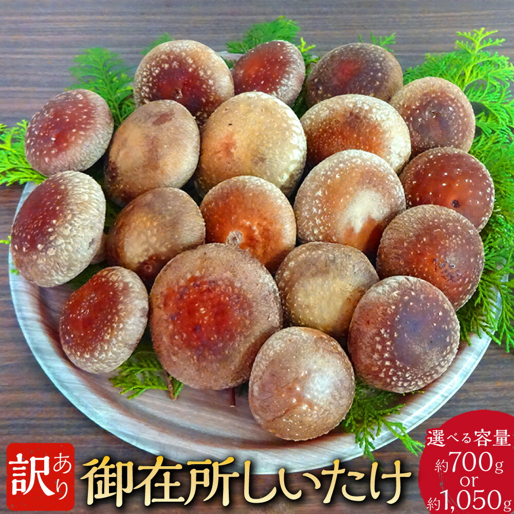 【ふるさと納税】＜選べる内容量＞訳あり 御在所しいたけ 計約700g（約350g×2）・計約1050g（約350g×3） 椎茸 シイタケ きのこ キノコ 茸 野菜 冷蔵 高知県 香美市 送料無料