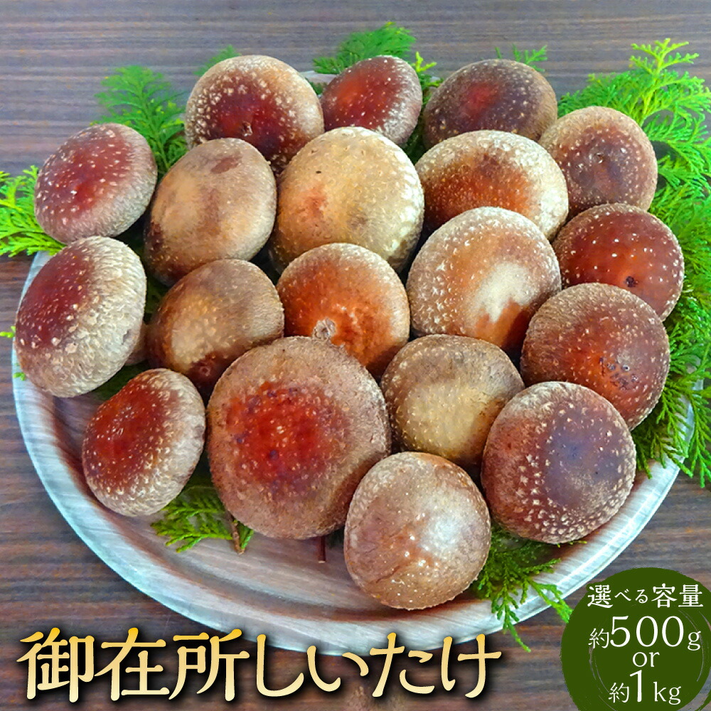 【ふるさと納税】＜選べる内容量＞御在所肉厚生しいたけ 約500g・約1kg 椎茸 シイタケ きのこ キノコ 茸 野菜 冷蔵 高知県 香美市 送料無料