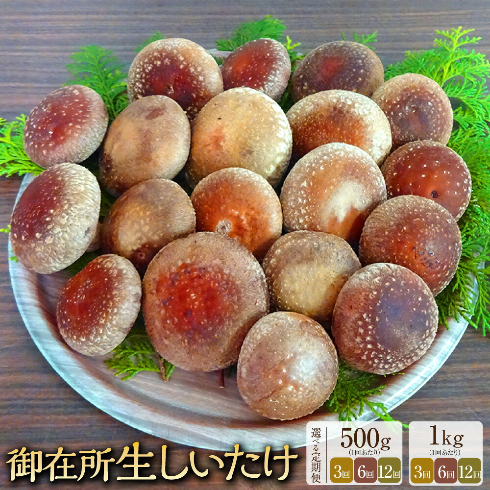 【ふるさと納税】＜選べる定期便・内容量＞【3回・6回・12回定期便】御在所肉厚生しいたけ 約500g 約1kg 椎茸 シイタケ きのこ キノコ 茸 野菜 冷蔵 高知県 香美市 送料無料｜高知県香美市