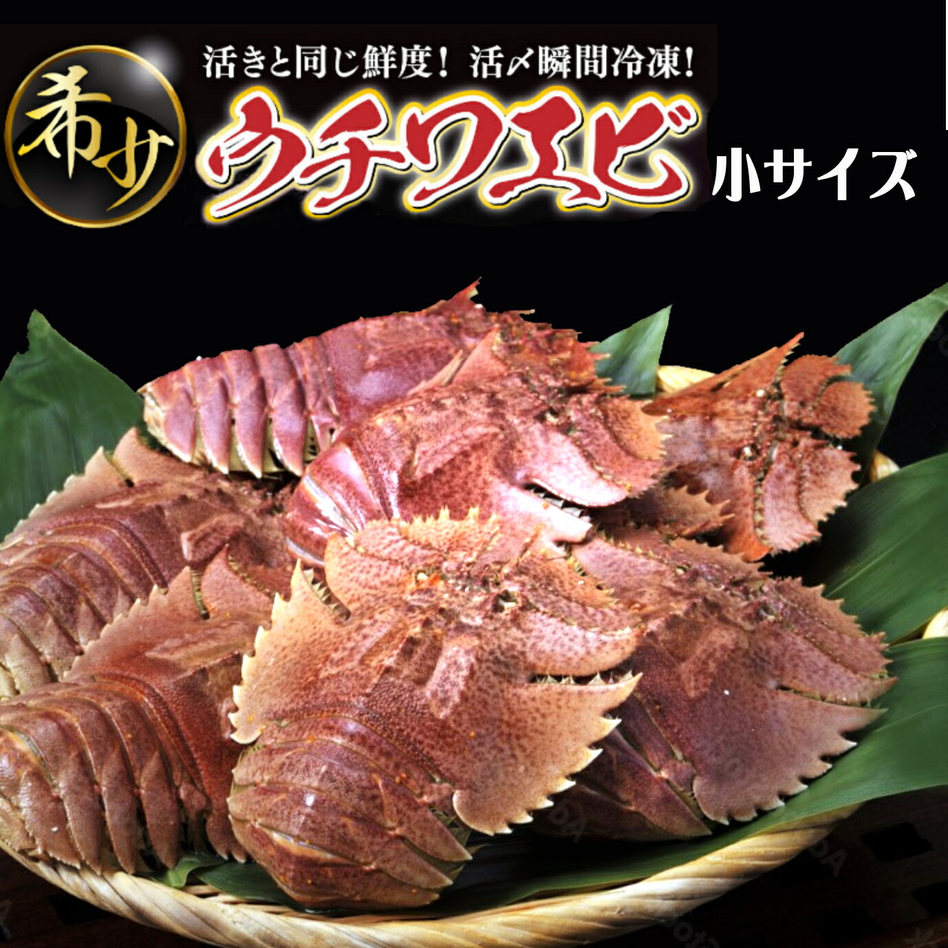 【ふるさと納税】ウチワエビ(小) 天然ほんまもん！ 500g(6~7匹前後) 国産 東洋町産 天然 新鮮 海鮮 刺身 焼き ボイル 四国 お取り寄せ お祝い 記念日 贈り物 送料無料