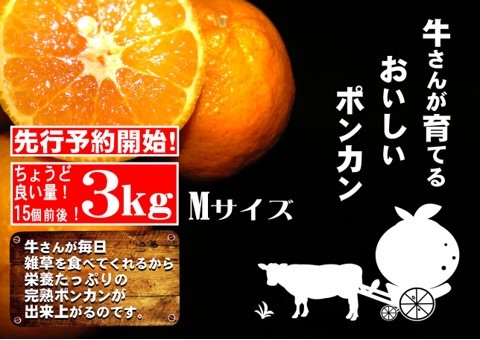 楽天市場 ふるさと納税 S141 牛さんポンカンmサイズ 3kg 高知県東洋町