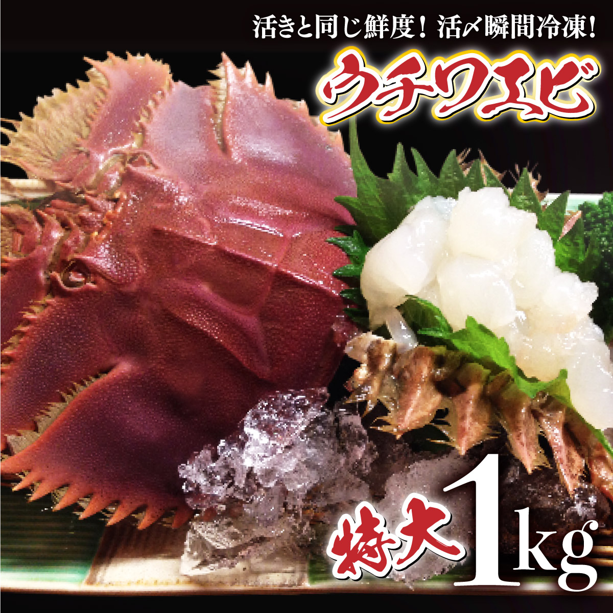 【ふるさと納税】活〆ウチワエビ特大5～6匹 1000gセット＜数量限定＞ 国産 東洋町産 セット うちわえび 新鮮 海鮮 高知県 東洋町 四国 お取り寄せ 送料無料 S210