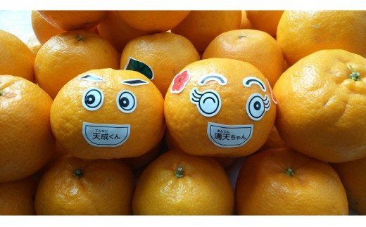 D5 贈答用 ぽんかん 5kg